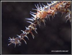 Ornate ghostpipefish. I was only 2 cm from its face to ta... by Erika Antoniazzo 